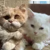 meem_92999