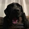 bazza0102217