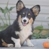 clydethecorgi