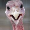 turkey_man8