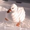 pato_xd272
