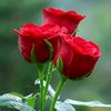 u.tun.thein942
