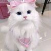 jannatul.mariyam27
