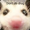 _drunk_possum_