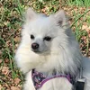 mypetsfamily1