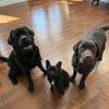 3labsandaFrenchie