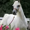 عاشق الخيل 🐎