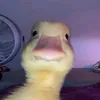 dasflchien