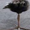 beef.eagle