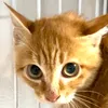 保護猫クッキーとツナニキ