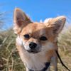 rolo.the.pomchi