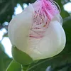 huong123514
