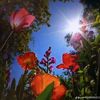 dilip.pasman82
