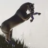 _darkoak_