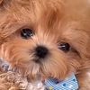 lovedogs_barkbark