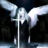crow2311