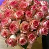 user681586219530505