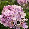 librainbloom