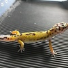 gecko_.hoky