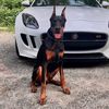 klausthedobie