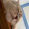 meotenku