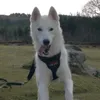 dylanblower6