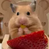 hami_6892