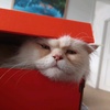 grumpy.persian.cat