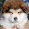 sorinathedragonpuppetalt