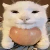 japorzko1