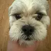 maggielaroach