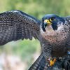 yeme_falcon