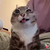 purlwd