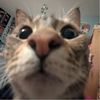 pie_pawzz