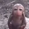 masoisamonkey