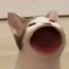 Popcat