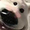 dunglmphientao__