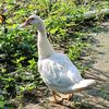 ducksjr7