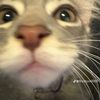 skibidi_hawk_tuah4