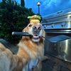 Helping dogs
