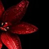 nothankyou_38