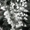 zaeforpminister