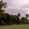 charoliesta_dea
