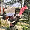 ducphuc0407