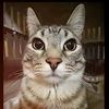 akun_ke2_nesya.zha7