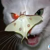 when_death