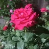 zo9r__