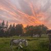 anna_cheval0