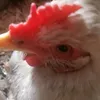 4683737383837e