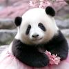 oriana.marin04panda